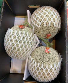 세론이 머스크 메론 맛보장