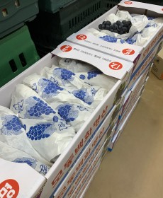영동 캠벨포도 3kg 1박스 ★오늘의행사★