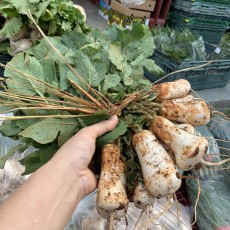 평창 조선 알타리 1단