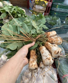 평창 조선 알타리 1단