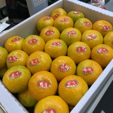 하우스 감귤 48개 맛보장