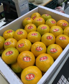 하우스 감귤 48개 맛보장