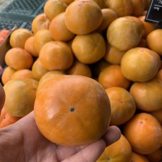 진주단감 7개 사이즈 : 왕특