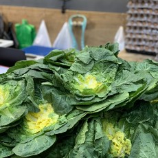 진도 원조 박윤이 봄동 (정품) 800g~1kg