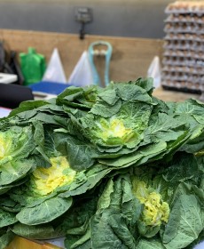 진도 원조 박윤이 봄동 (정품) 800g~1kg