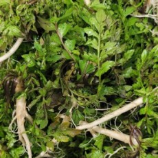 깨끗한 제철 참냉이 200g