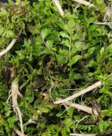 깨끗한 제철 참냉이 200g