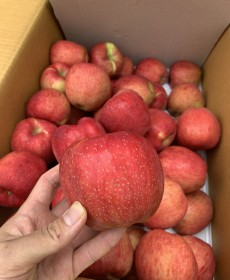 본격! 홍로사과 6개 (국내산)