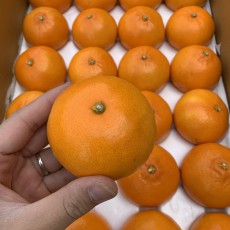 청정 제주명품 천혜향 8개 굵어요