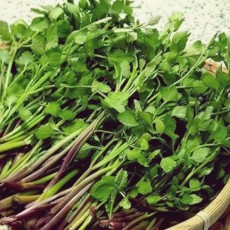 순천미나리 1단 생으로드실수있습니다.