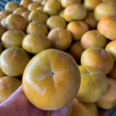 진주단감 10개 사이즈 : 특 행사상품