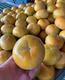 진주단감 10개 사이즈 : 특 행사상품