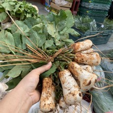 평창 조선 알타리 1단