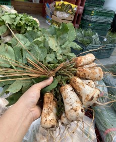 평창 조선 알타리 1단