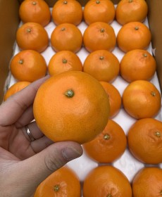 청정 제주명품 천혜향 8개 굵어요