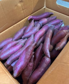 국내산  베니지민 밤고구마 900g 이상