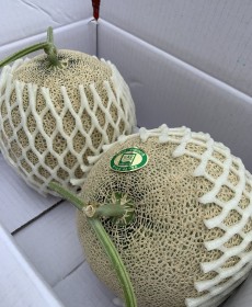 세론이 머스크 메론 (중)