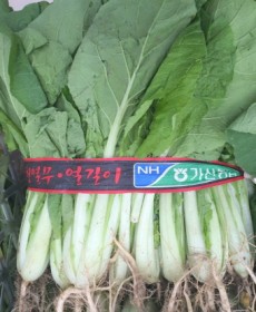 얼갈이 얼갈이