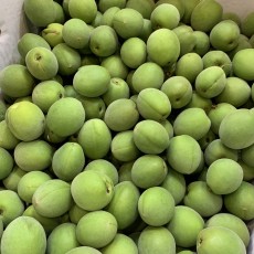 광양 청매실 5kg 왕왕사이즈 짱아치용 알이커요