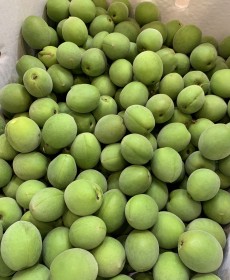 광양 청매실 5kg 왕왕사이즈 짱아치용 알이커요