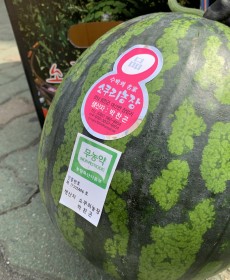 음성 금왕 수박 4kg 반통입니다.