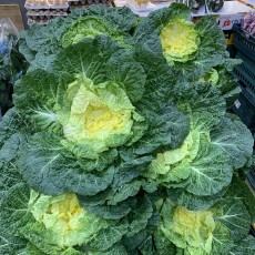 진도 원조 박윤이 봄동 (정품) 800g~1kg