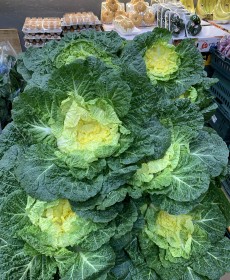 진도 원조 박윤이 봄동 (정품) 800g~1kg