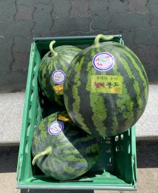 음성 금왕 수박 8kg 맛보장!!