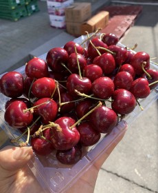 미국산 체리 500g 맛보장 첫출하!!! 