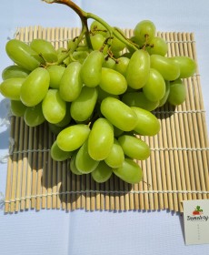 샤인머스켓 3송이 오늘의행사