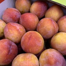 자두의왕 왕왕자두 8~9개 1.3kg