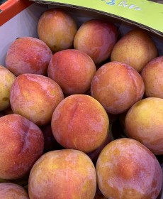 자두의왕 왕왕자두 8~9개 1.3kg