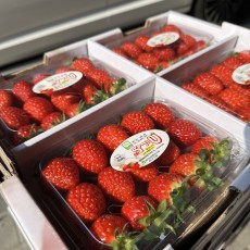 설향 딸기 3x5 2팩 500g