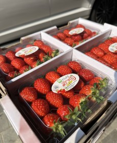 설향 딸기 3x5 2팩 500g