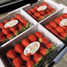 설향 딸기 3x5 1팩 500g